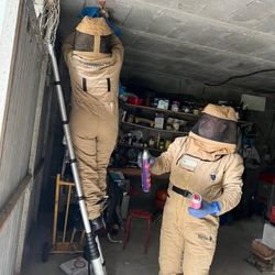 Infominho -  Salceda de Caselas renueva su adhesi�n al plan de retirada de nidos de avispa asi�tica - 