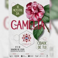 Infominho -  Tui se llena de color con la XI Mostra da Camelia en el Claustro de la Catedral - 