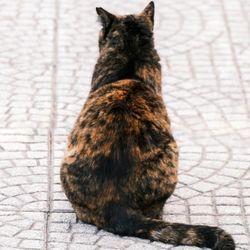 Infominho -  Salvaterra de Mi�o refuerza el control de las colonias felinas - 