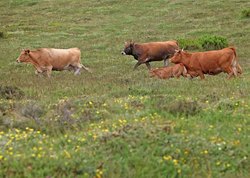 Infominho -  El Concello de Melga�o activa nuevos apoyos financieros para productores ganaderos en 2026 - 