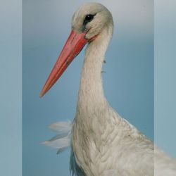 Infominho -  La exposici�n -Fauna Esencial- llega a Salvaterra de Mi�o para concienciar sobre la conservaci�n de la biodiversidad - 