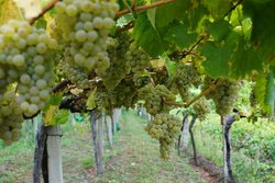 Infominho -  Medio Ambiente avala dos proyectos vitivin�colas en Salceda de Caselas y Arbo con exigentes condicionantes ambientales - 