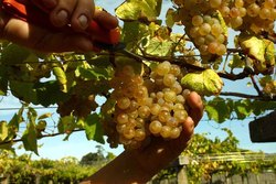 Infominho -  Burgueira y Loureza buscan su encaje en la DO R�as Baixas en una charla abierta en Oia - 