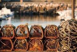 Infominho -  La Confrar�a de A Guarda alerta de da�os -irreversibles- si no se autoriza faenar este s�bado y domingo - 