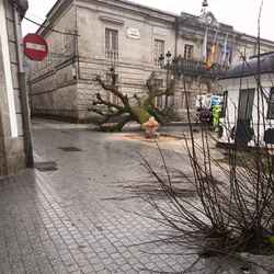 Infominho - El PP tudense responsabiliza al Gobierno local de la pérdida de cuatro tilos emblemáticos - Infominho - El PP tudense responsabiliza al Gobierno local de la pérdida de cuatro tilos emblemáticos -