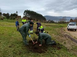 Infominho -  Medio centenar de casta�os y especies aut�ctonas refuerzan el Monte Trega en Camposancos - 