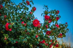 Infominho -  Exposici�n sobre la camelia refuerza los lazos culturales entre Galicia y Portugal en Caminha - 