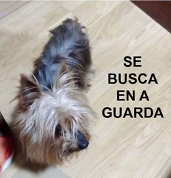 Infominho -  Buscan a Bairon, un Yorkshire Terrier desaparecido en la zona de As Solanas de A Guarda - 
