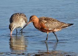 Infominho -  El Baixo Mi�o gana nuevos observatorios y rutas para descubrir la riqueza de sus aves - 
