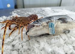 Infominho -  Del mar a la mesa: Ormaluga apuesta en A Guarda por la venta directa de pesca artesanal - 
