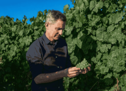 Infominho -  Bodegas Santiago Ruiz inicia la vendimia 2026 en O Rosal con la uva en perfecto estado - 