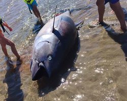 Infominho - Aparece un atún rojo varado en una isla transfronteriza del río Miño - Infominho - Aparece un atún rojo varado en una isla transfronteriza del río Miño -