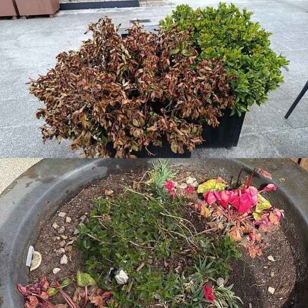 Infominho -  El Concello de As Neves alerta de actos vand�licos en jardines p�blicos y pide colaboraci�n vecinal - 