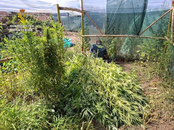 Infominho -  El Equipo de Investigaci�n de Tui localiza dos cultivos de cannabis en Arbo - 
