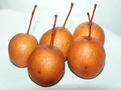 Valença Está a Classificar Os Perícos Valença Está a Classificar Os Perícos