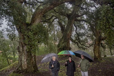 Sométese a información pública a inclusión no catálogo de árbores senlleiras de catro sobreiras e sete carballos Sométese a información pública a inclusión no catálogo de árbores senlleiras de catro sobreiras e sete carballos